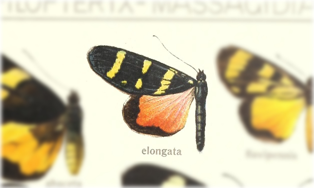 Heraclia elongata