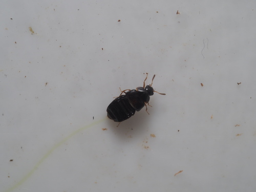 Encephalus complicans
