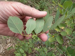 Robinia neomexicana