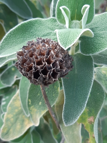 Image of Phlomis fruticosa by (c) tylototriton, some rights reserved (CC BY)