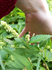 Persicaria tomentosa