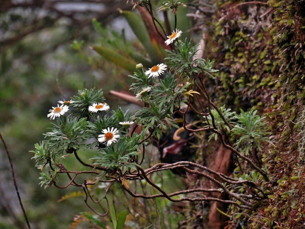 Hysterionica pinnatiloba