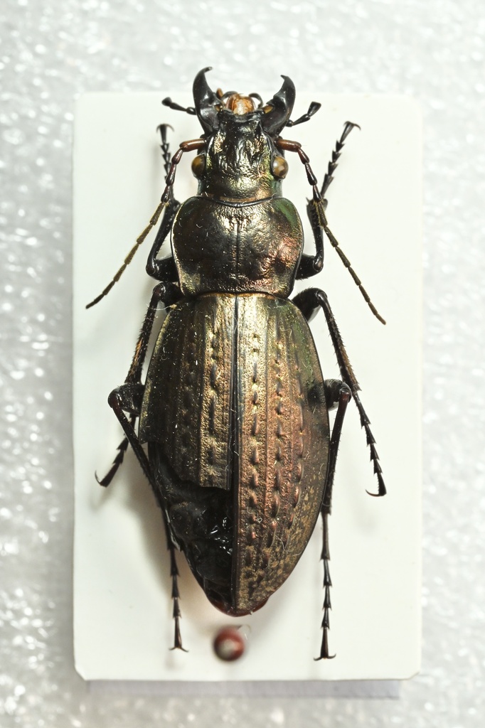 Carabus gansuensis