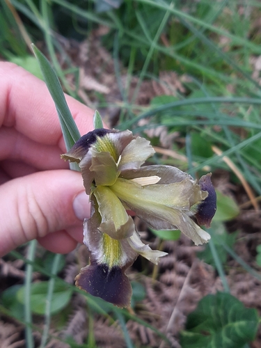 Image of Iris tuberosa by (c) tylototriton, some rights reserved (CC BY)