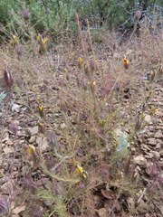 Cordylanthus wrightii wrightii