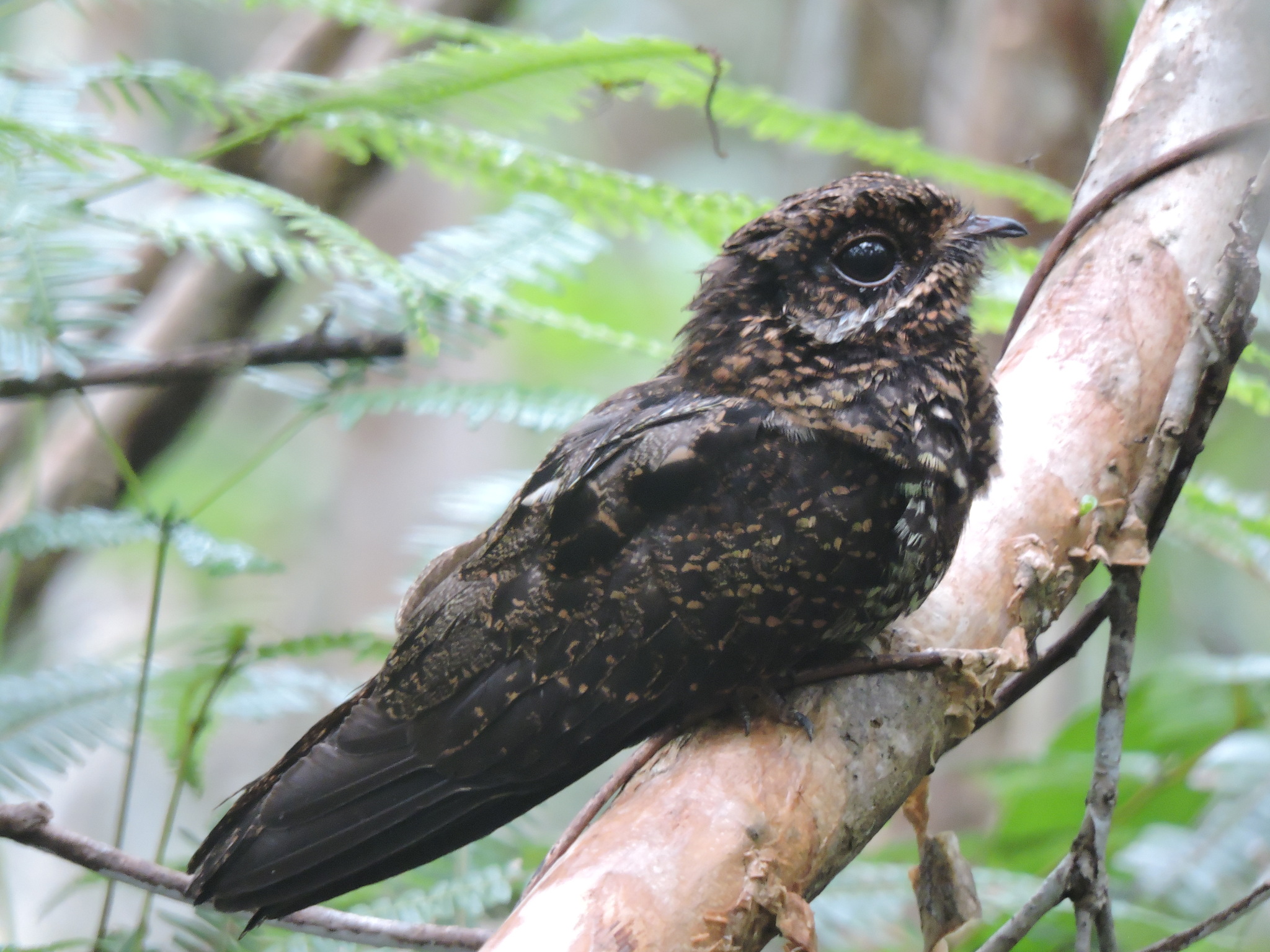 Bonaparte's Nightjar illustration