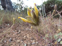 Cordylanthus wrightii wrightii