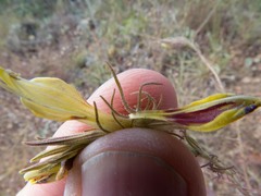 Cordylanthus wrightii wrightii