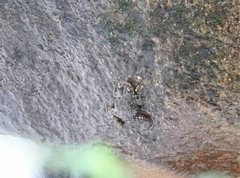 Amolops hongkongensis