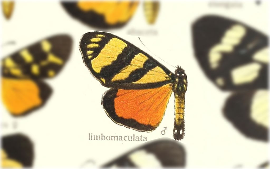 Heraclia limbomaculata