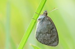Erebia tyndarus