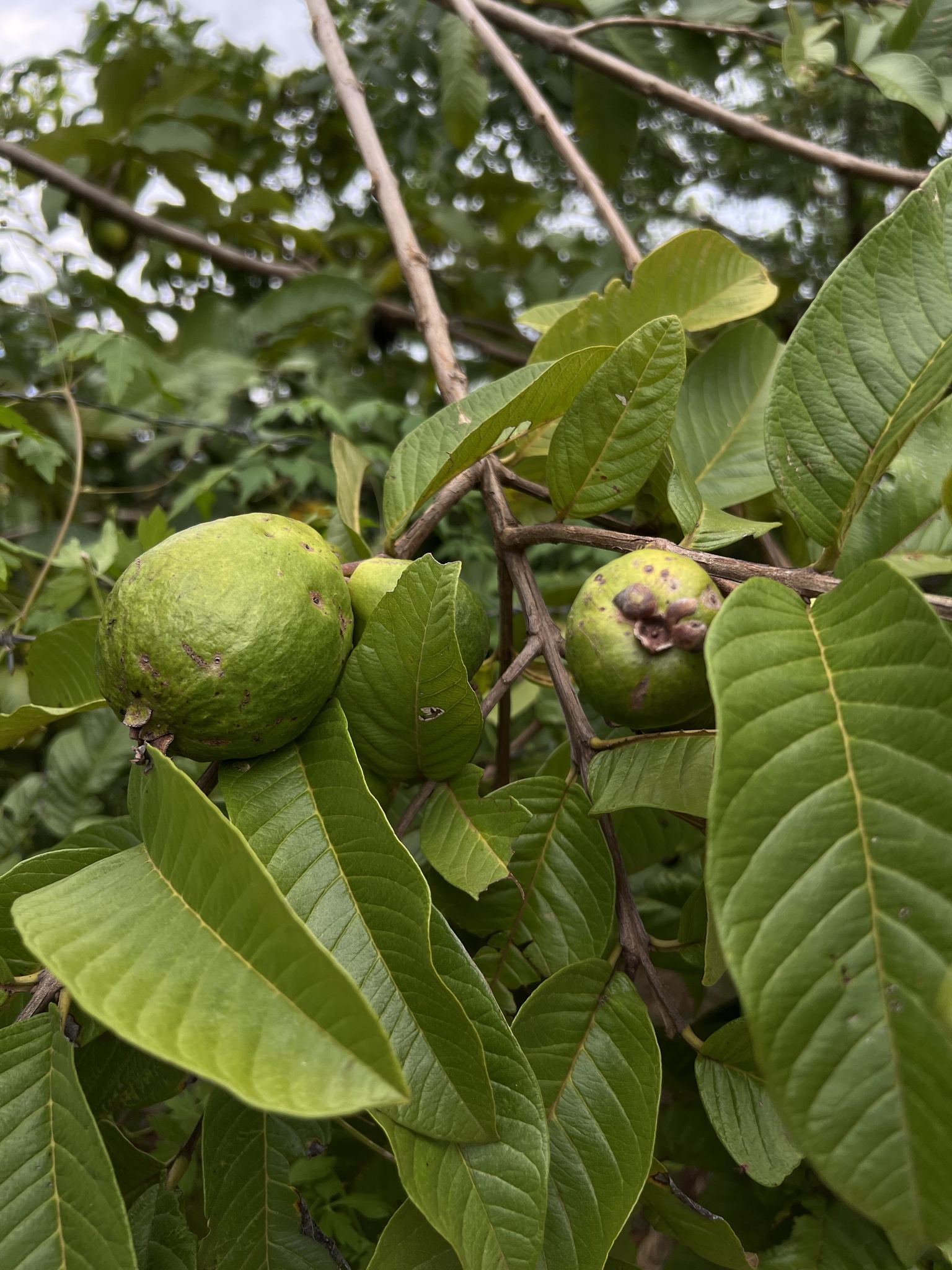 Psidium guajava