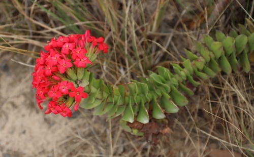 Crassula coccinea