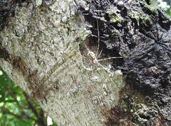 Hersilia albomaculata