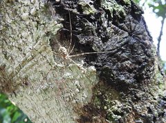 Hersilia albomaculata