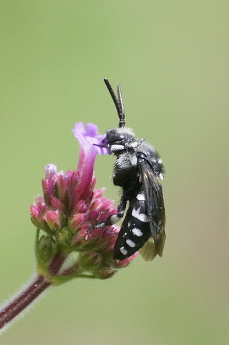 Thyreus orbatus