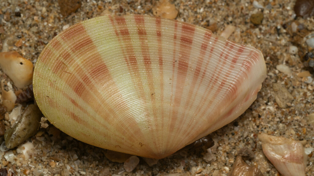 Tellinella virgata