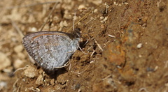 Erebia tyndarus