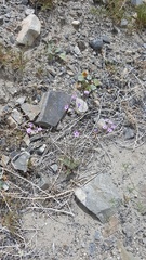 Gilia cana