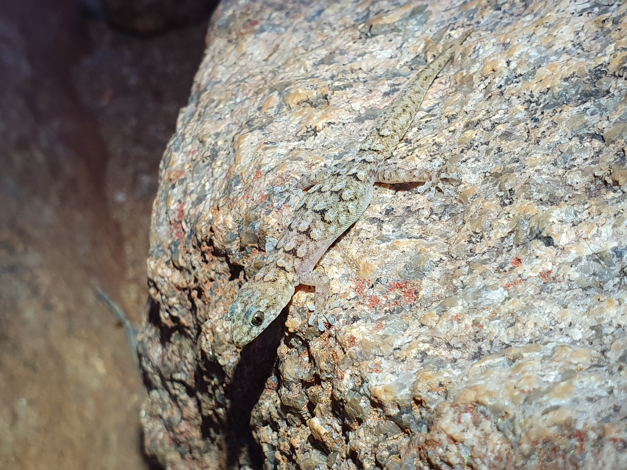 Matzikama Pygmy Gecko photo 3