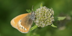 Coenonympha gardetta darwiniana