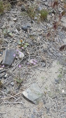 Gilia cana