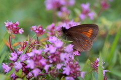 Erebia pharte