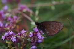 Erebia epiphron