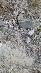 Gilia cana
