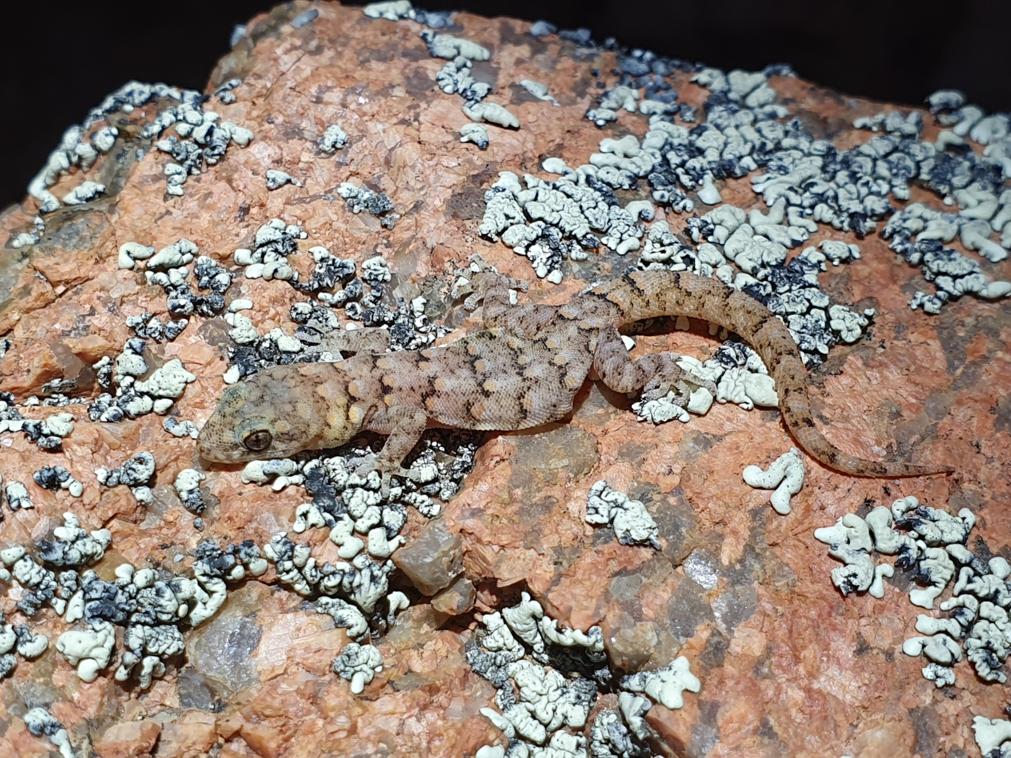 Matzikama Pygmy Gecko photo 2