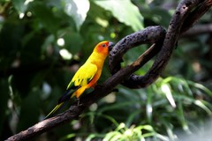 Aratinga solstitialis