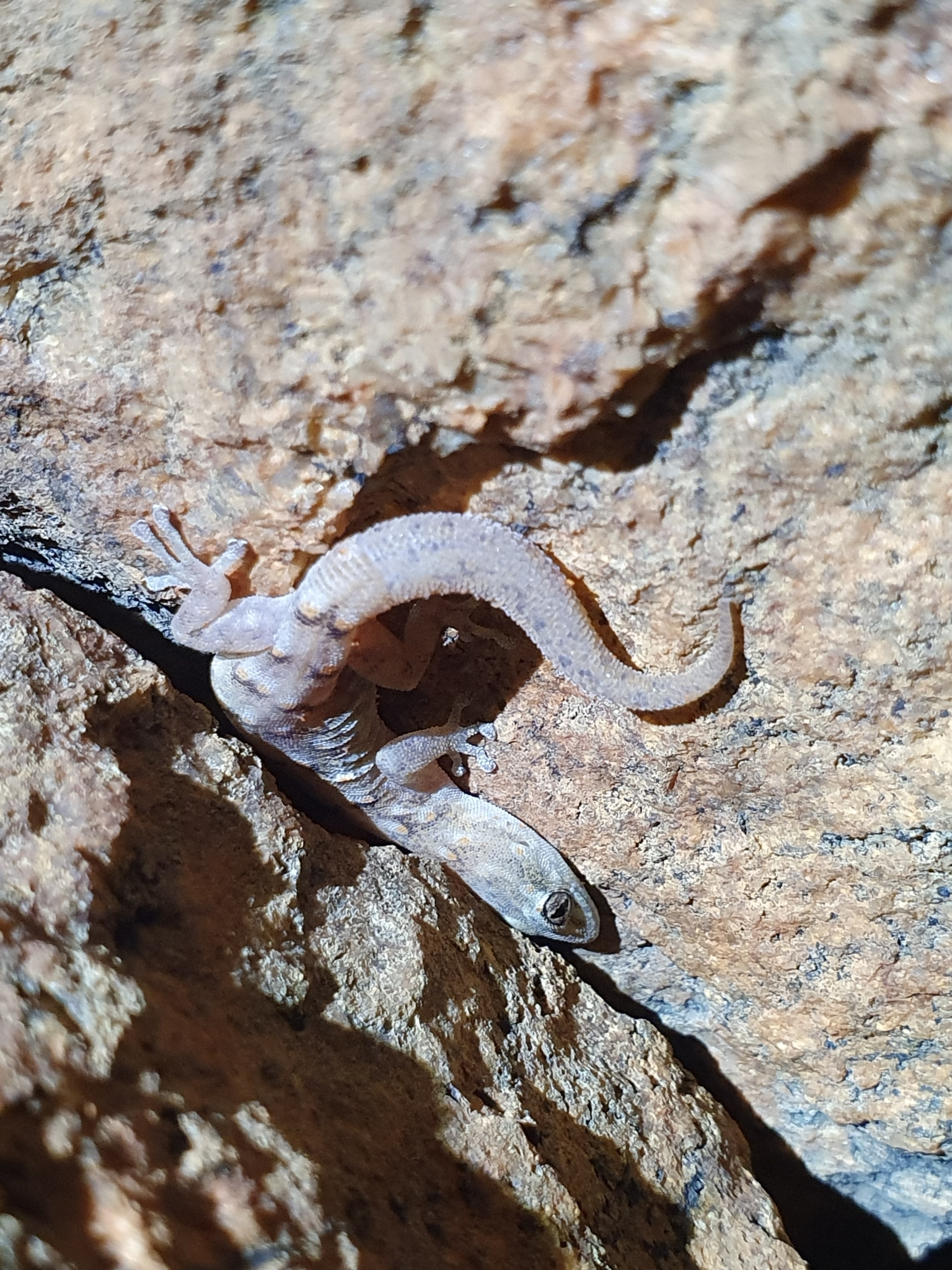 Matzikama Pygmy Gecko