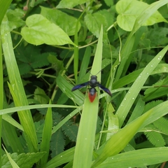 Anterhynchium mellyi
