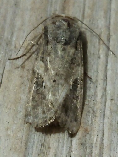 Fall armyworm