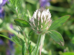 Trifolium diffusum