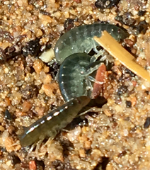 Bulychevia enigmatica