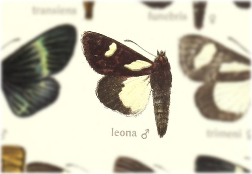 Schausia leona