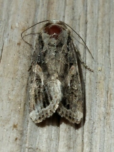 Fall armyworm
