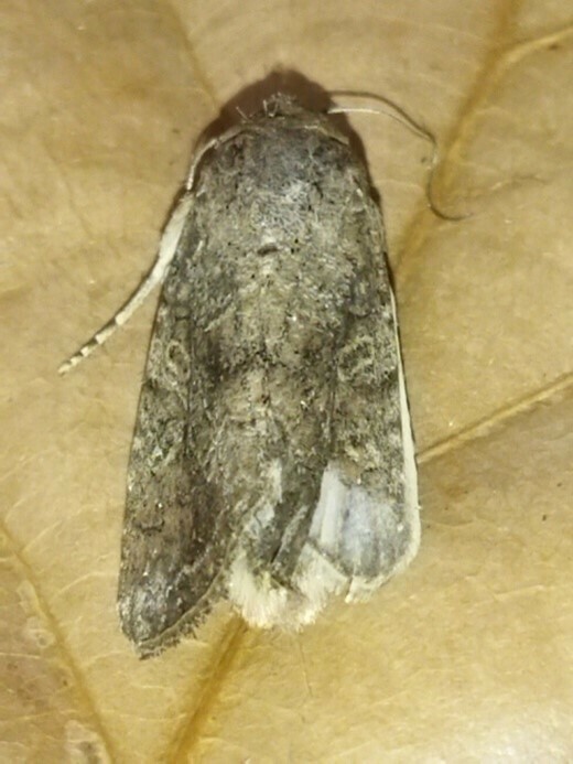 Fall armyworm (Spodoptera frugiperda)