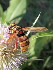 Milesia crabroniformis