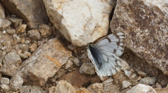 Pontia callidice
