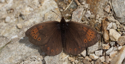 Dewy Ringlet
