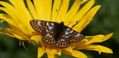 Euphydryas cynthia