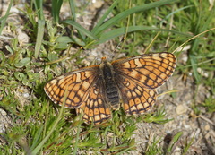 Euphydryas cynthia