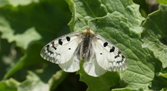 Parnassius phoebus