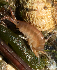 Bulychevia enigmatica