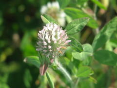Trifolium diffusum