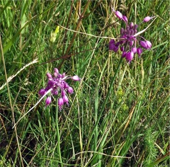Allium carinatum pulchellum