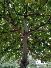 Terminalia catappa