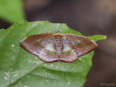 Fascellina meligerys